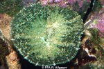 Discosoma sp. - 
